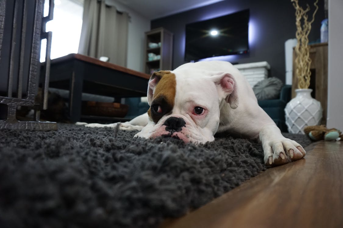 Hund på mørkt tæppe i stor stue